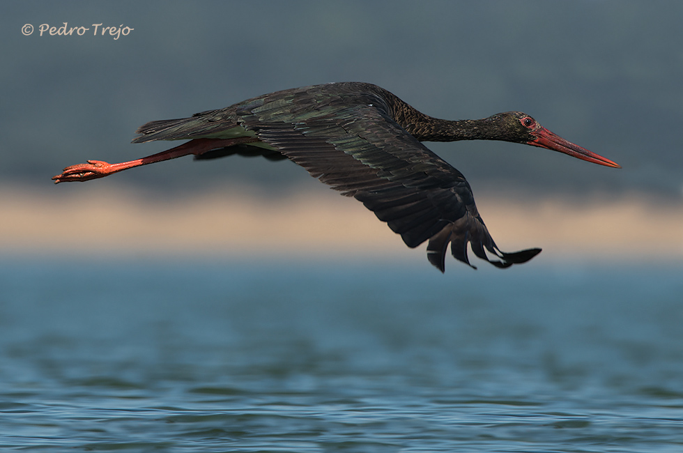 Cigüeña negra (Ciconia nigra)